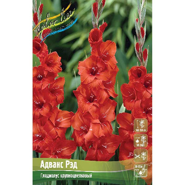 Гладиолус Адванс Рэд 10/12 10 шт