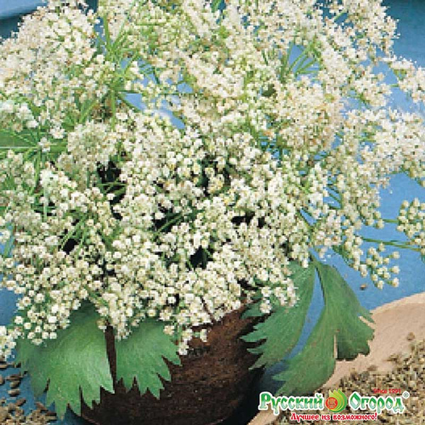 Анис Блюз НК Ц