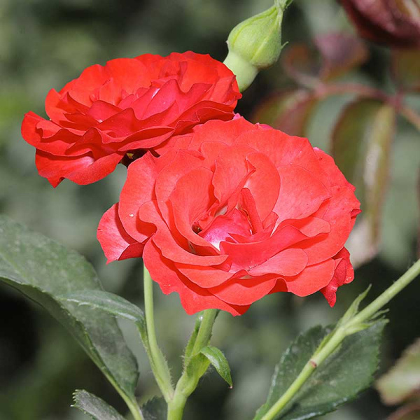 Роза шраб Скарлет Мейяндекор Садовита