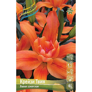 Лилия Крейзи Твин 12/14 5 шт