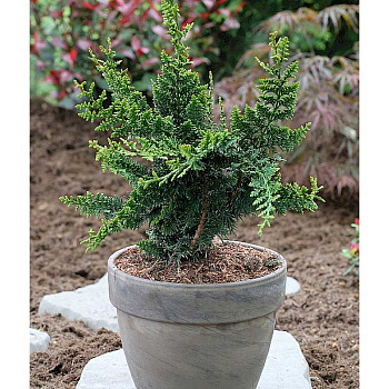 Кипарисовик Горохоплодный Тедди Беар P9 10-15