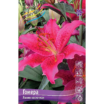 Лилия Гомера 13/14 5 шт 