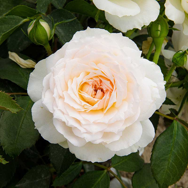 Роза флорибунда Кристина Герцогиня Садовита