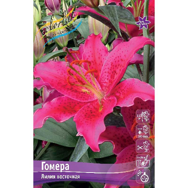 Лилия Гомера 13/14 5 шт 