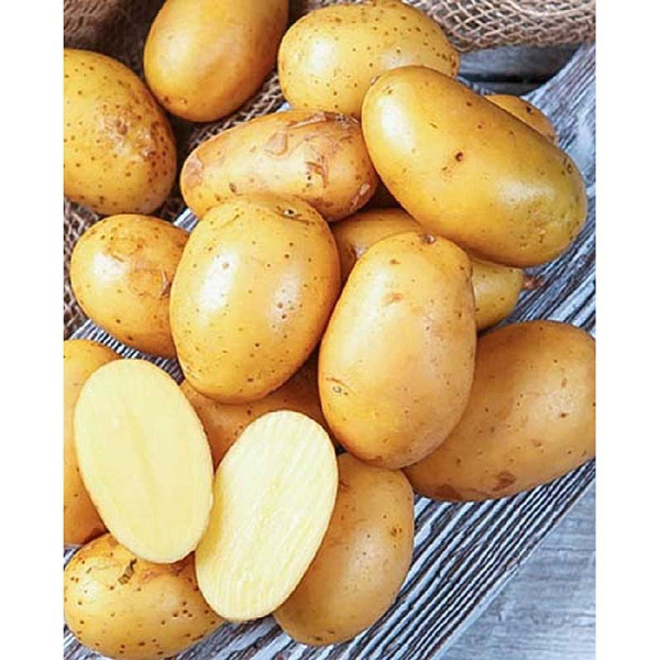 Картофель Королева Анна Суперэлита (коробка 15кг +/-5%)