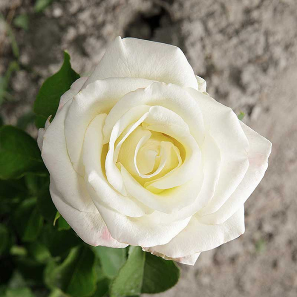 Роза чайно-гибридная Акито Садовита