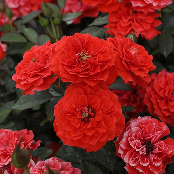 Роза плетистая Гримпант оранж Садовита