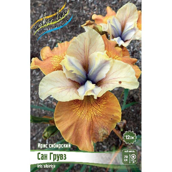 Ирис Сибирский Сан Грувз I 1 шт