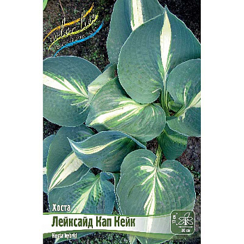 Хоста Лейксайд Кап Кейк 1 n 1 шт 