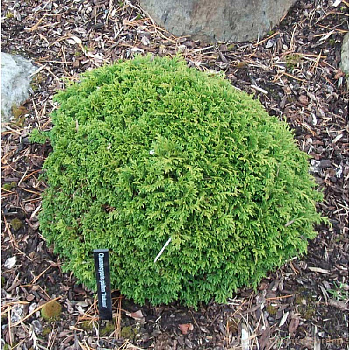 Кипарисовик Горохоплодный Цукумо C3 20-25cm шт