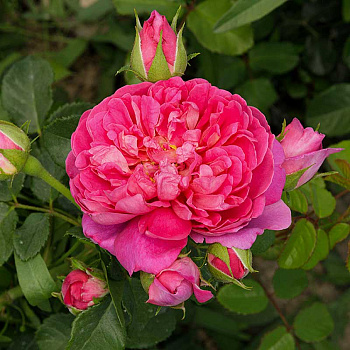 Роза шраб Принцесса Анна (Английская) Садовита