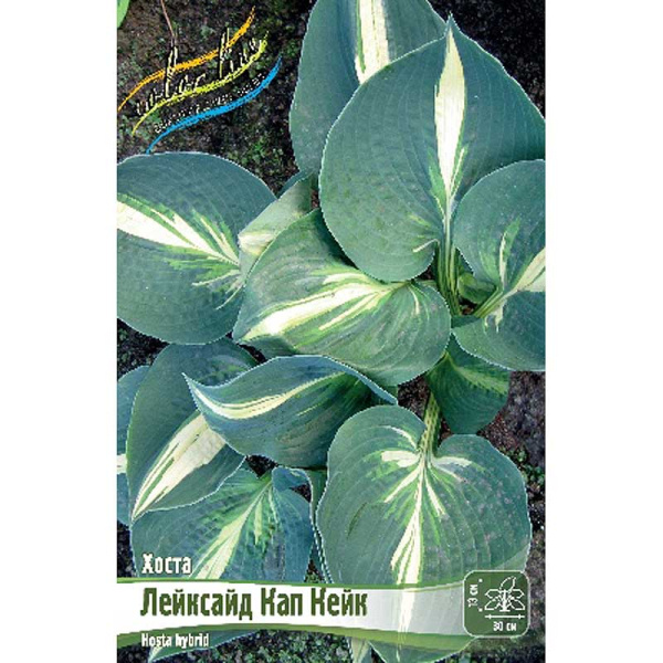 Хоста Лейксайд Кап Кейк 1 n 1 шт 