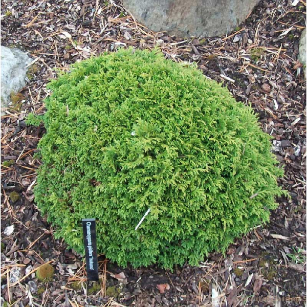 Кипарисовик Горохоплодный Цукумо C3 20-25cm шт