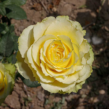 Роза чайно-гибридная Лимбо Садовита