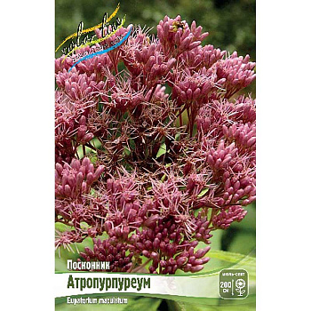 Посконник Атропурпуреум I 1 шт