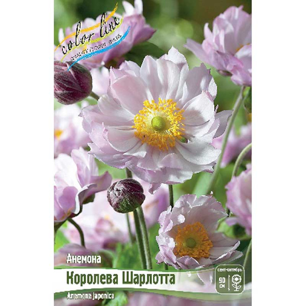 Анемона Королева Шарлотта I 25 шт Биг-Пак 19