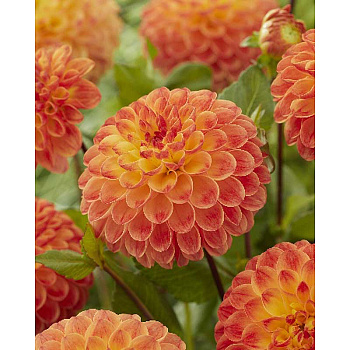 Георгина Джоуи Шанталь I 1 шт