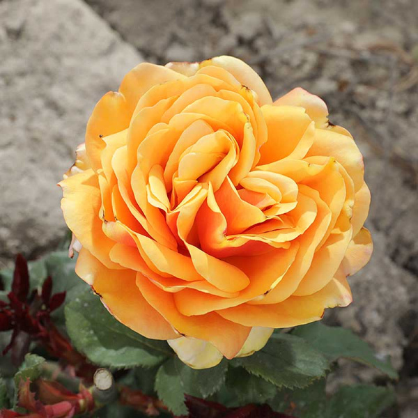 Роза чайно-гибридная Вип нью оо Садовита