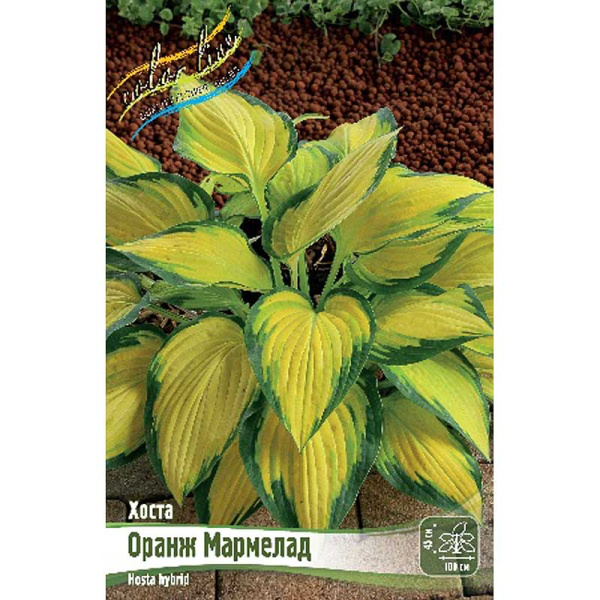 Хоста Оранж Мармелад 1 n 1 шт 