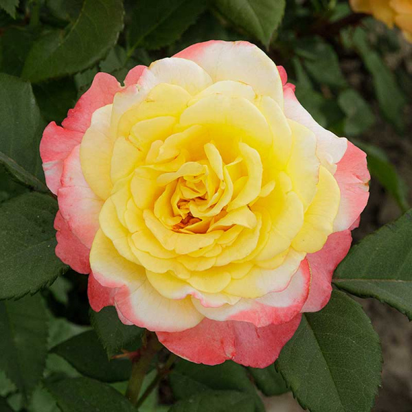 Роза чайно-гибридная Акварель Садовита