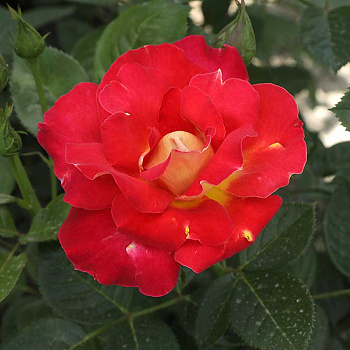 Роза шраб Декор Арлекин Мейян Садовита