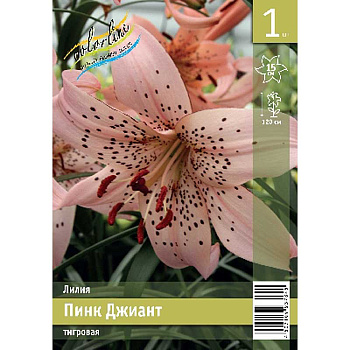 Лилия Пинк Джиант 12/14 1 Эконом шт
