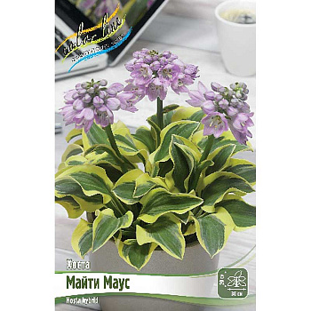 Хоста Майти Маус 1 n 1 шт