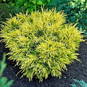 15892 Кедр Гималайский Лайм Глоу C5 30-40cm ,шт