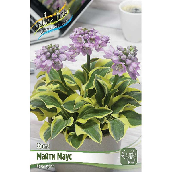 Хоста Майти Маус 1 n 1 шт