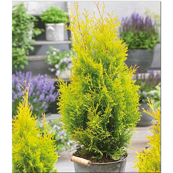 Туя Западная Санни Смарагд P9 шт