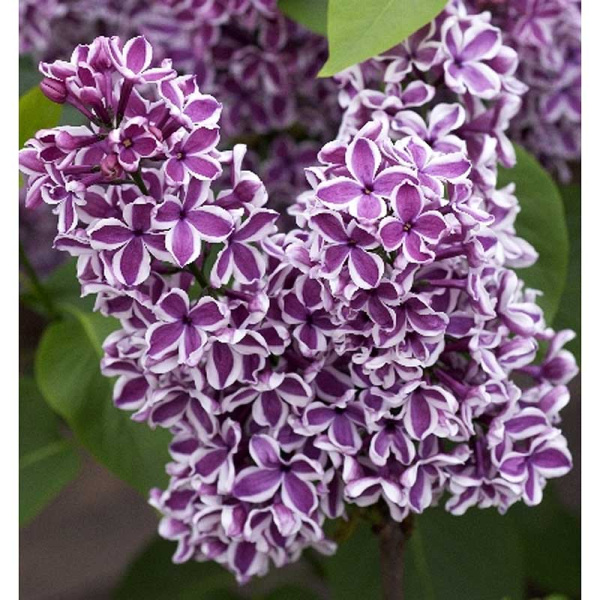 Сирень Обыкновенная Сенсация P9