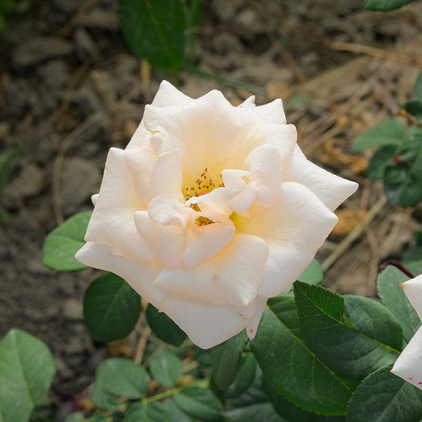 Роза чайно-гибридная Осиана Садовита