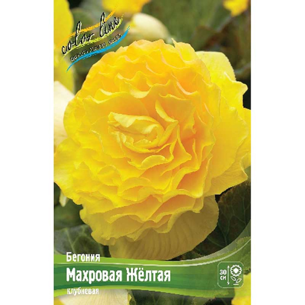 Бегония Махровая Желтая 5/6 3 шт 