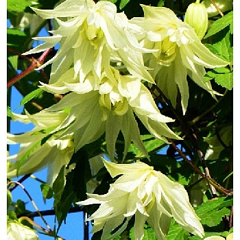 Клематис Лемон Дрим P9 шт
