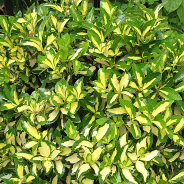 Бересклет Форчуна Санспот Р9 шт Садовита