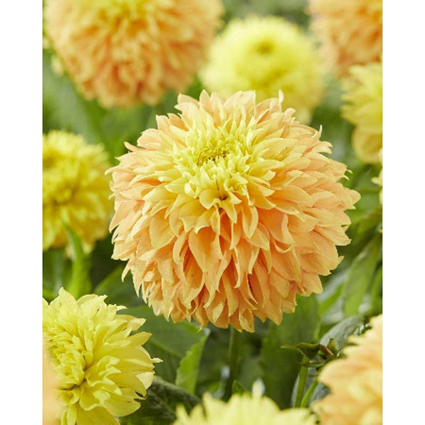 Георгина Дип Импакт I 1 шт