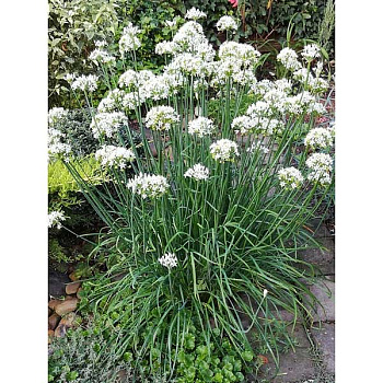 Семена Лук душистый Джусай Марс Ц