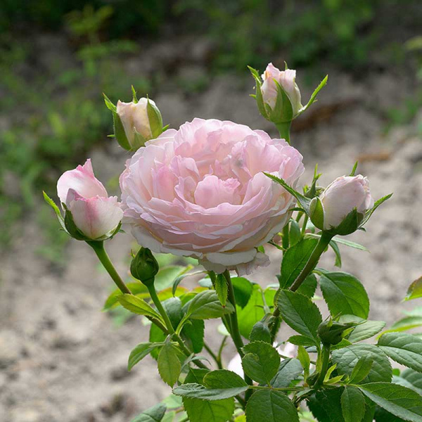 Роза Флорибунда Андре Брише Садовита