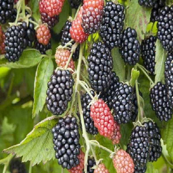 Ежевика Бжезина Садовита