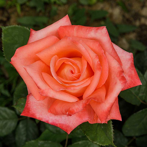 Роза чайно-гибридная Фольклор Садовита