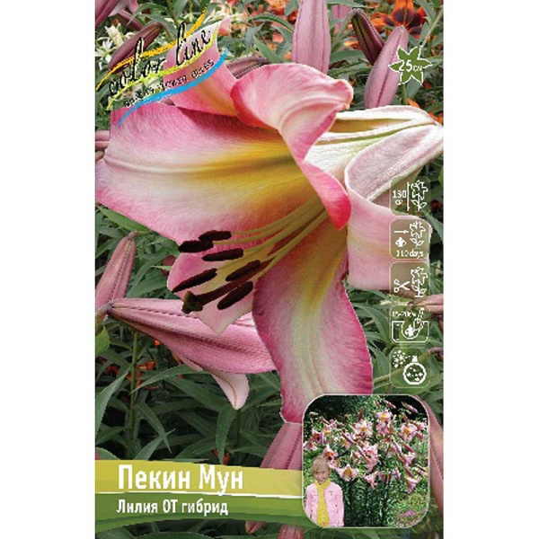 Лилия Пекин Мун 12/14 25 шт Биг-пак 10478
