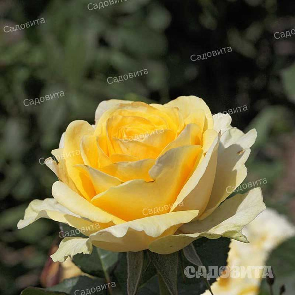 Роза чайно-гибридная Илиос Садовита