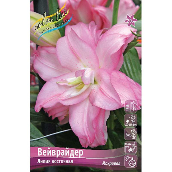 Лилия Вейврайдер 12/14 25 шт Биг-пак 10309 