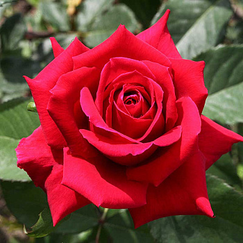 Роза чайно-гибридная Самурай Садовита