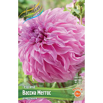 Георгина Вассиа Меггос I 1 шт