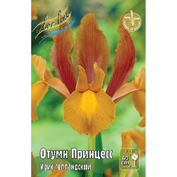 7642 Шоу-Бокс Ирис Голл. Отумн Принцесс 6/7 150 шт