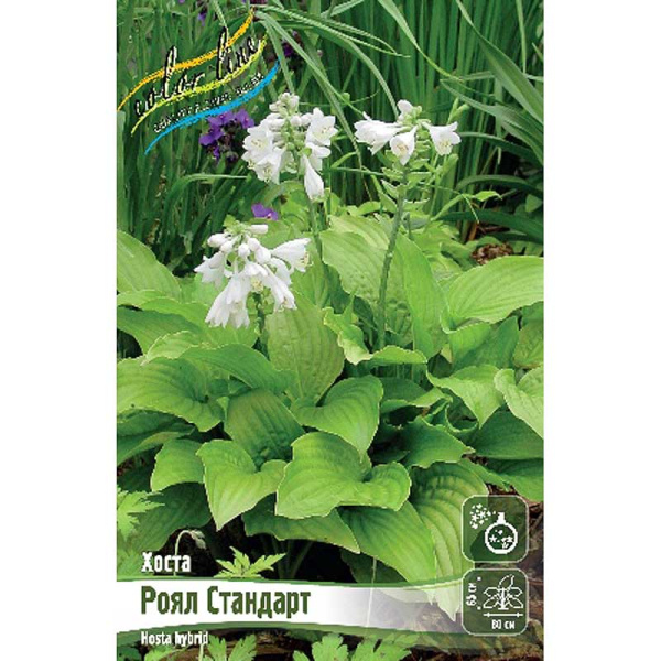 Хоста Роял Стандарт 1 n 1 шт