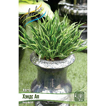 Хоста Хэндс Ап 1 n 25 шт Биг-Пак 9741