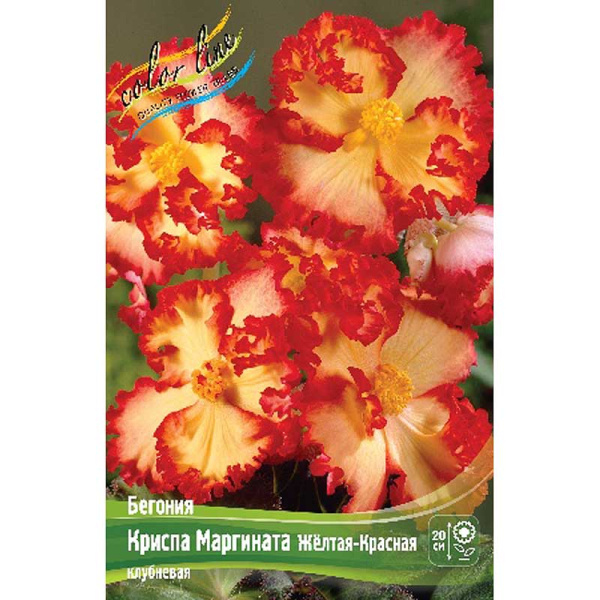 Бегония Криспа Маргината Желтая-Красная 5/6 3 шт