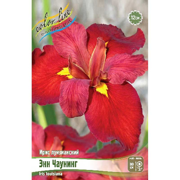 Ирис Луизианский Энн Чаунинг I 25 шт Биг-пак 4080